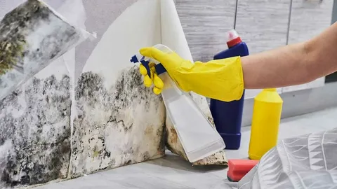 Professional mould removal Sydney Professional mould removal Sydney